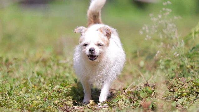 Mixed breed dog barks at his owner while walking in garden. Dog wagging tail and smiling. 