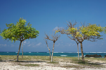 Fototapeta na wymiar Trees on the shores of Kuta Beach, Lombok, Indonesia 