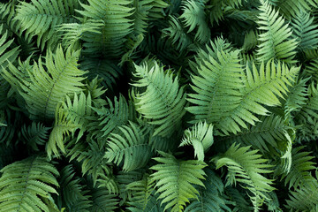 Fern leaved background close up