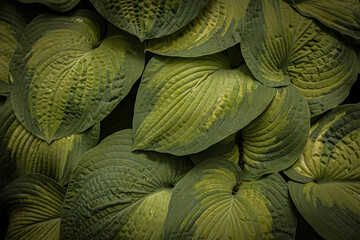 Hosta Plantain lilies leaves close up © Natalia