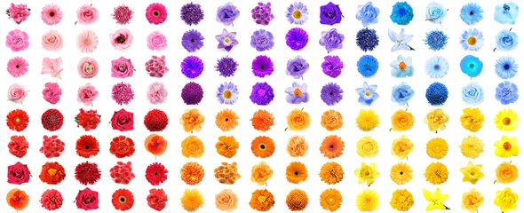 Foto op Plexiglas Set many various flowers isolated on white © Pixel-Shot