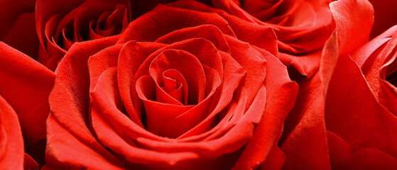 Beautiful red roses, closeup view