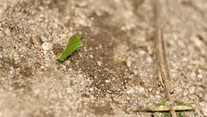 Leafcutter an with a leaf in the Intag Valley outside of Apuela, Ecuador