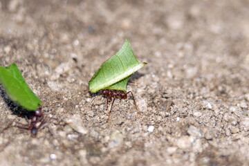 Leafcutter ants with leaves in the Intag Valley outside of Apuela, Ecuador