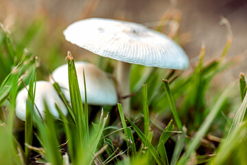 mushroom in the grass