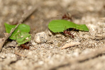 Leafcutter ants with leaves in the Intag Valley outside of Apuela, Ecuador