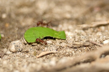 Leafcutter ants with a leaf in the Intag Valley outside of Apuela, Ecuador