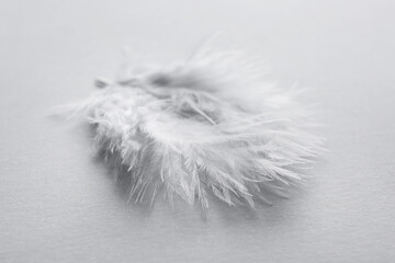 Beautiful feather on light background