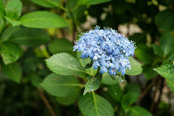 一輪の青い紫陽花