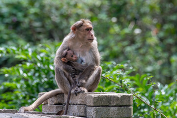 Naklejka na ściany i meble Bonnet macaque (Macaca radiata) cuddling its young one at Munnar in Kerala, India