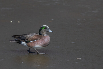 Duck on ice