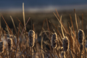 Cat tails at sunset