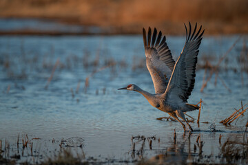 Sandhill Crane ate sunrise