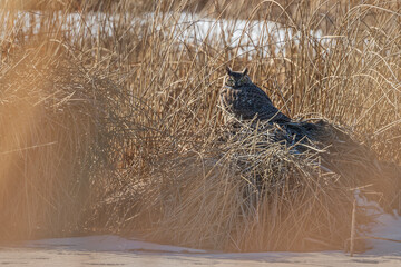 Great Horned owl on Nest

