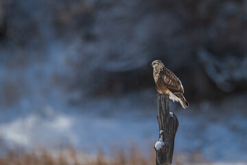 Hawk on a limb