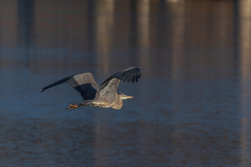 Blue Heron