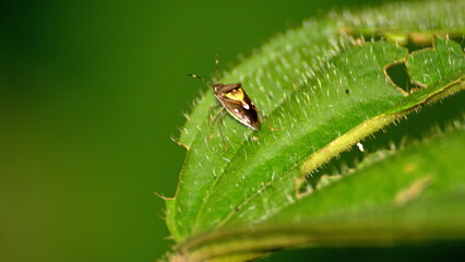 Shield bug on a leaf in the Intag Valley outside of Apuela, Ecuador