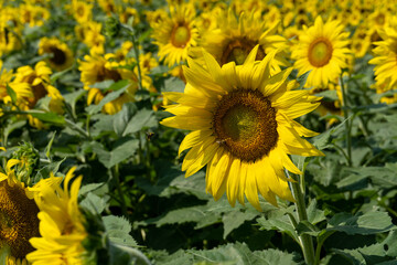 field of sunflowers