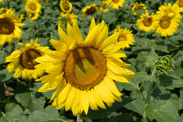 Obraz premium field of sunflowers