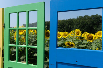 sunflowers in a window