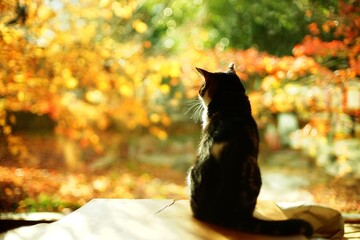 A tabby cat sitting against the background of autumn leaves