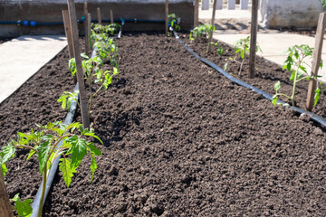 Seedlings plant grown in beds with automatic watering or water dripping system in the home vegetable garden. Hose for watering and irrigation.
