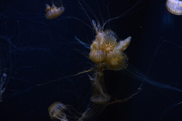 Jellyfish swimming in an aquarium.
