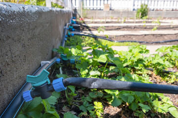 Strawberry plant grown in beds with automatic watering or water dripping system in the home...
