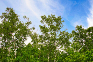 さわやかな6月の風に吹かれて、乗鞍高原での至福の時間を満喫