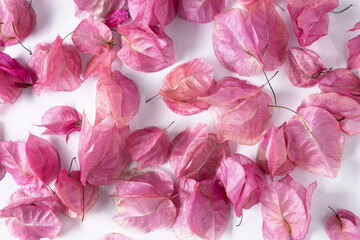 pink flowers dry bougainvillea plants. Background for beauty, cosmetics, copy space, mockup