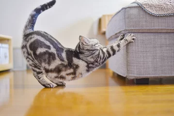 Tuinposter オットマンでストレッチをする猫 © ramustagram
