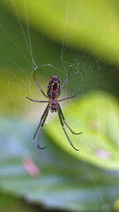 Orchard spider in a web in the Intag Valley outside of Apuela, Ecuador
