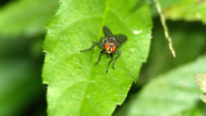 Fly on a leaf in the Intag Valley outside of Apuela, Ecuador