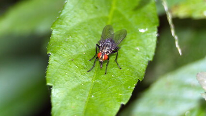 Fly on a leaf in the Intag Valley outside of Apuela, Ecuador