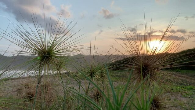 Spinifex with dramatic sunset sky background
