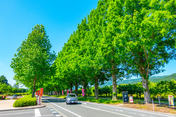 マキノ メタセコイア並木 滋賀県