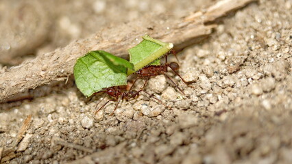 Leafcutter ants with leaves in the Intag Valley outside of Apuela, Ecuador