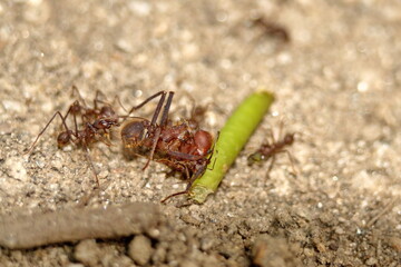 Leafcutter ants with a leaf in the Intag Valley outside of Apuela, Ecuador
