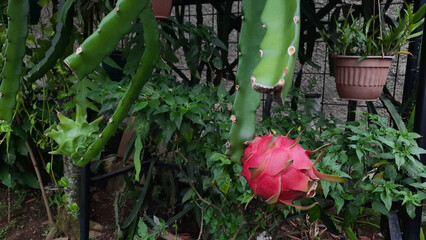 The red dragon fruit on the tree is ready to be picked 03