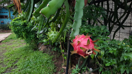The red dragon fruit on the tree is ready to be picked 04