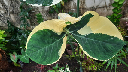 Varigata rat taro plant with large leaves and beautiful patterns