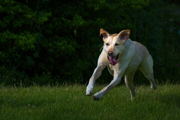 2022-06-19 A FULL GROWN YELLOW LABRADOR SPRINTING THROUGH A GREEN FIELD WITH INTENSE EYE AND EARS FLAPPING AND HER MOUTH OPEN IN STANWOD WASHINGTON