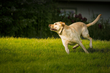 2022-06-19 A YELLOW LABRADOR RUNNING AND LOOKING UP INTENTLY FOR HER BALL IN GREEN GRASS IN...