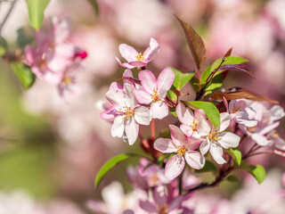 Fresh pink flowers of a blossoming apple tree with blured background