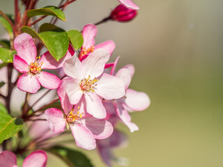 Fresh pink flowers of a blossoming apple tree with blured background