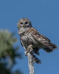 Barred Owl