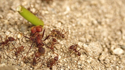 Leafcutter ants with a leaf in the Intag Valley outside of Apuela, Ecuador