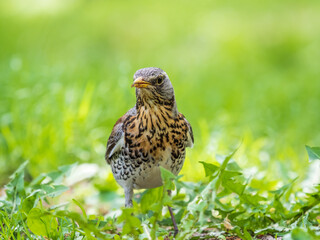 Wood bird Fieldfare, Turdus pilaris, on a sprng lawn.