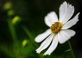 White Cosmo Flower