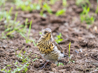 A fieldfare chick, Turdus pilaris, has left the nest and sitting on the spring lawn. A fieldfare chick sits on the ground and waits for food from its parents.